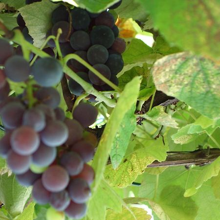 Das Weinberghaus Ratsch an der Weinstraße 外观 照片