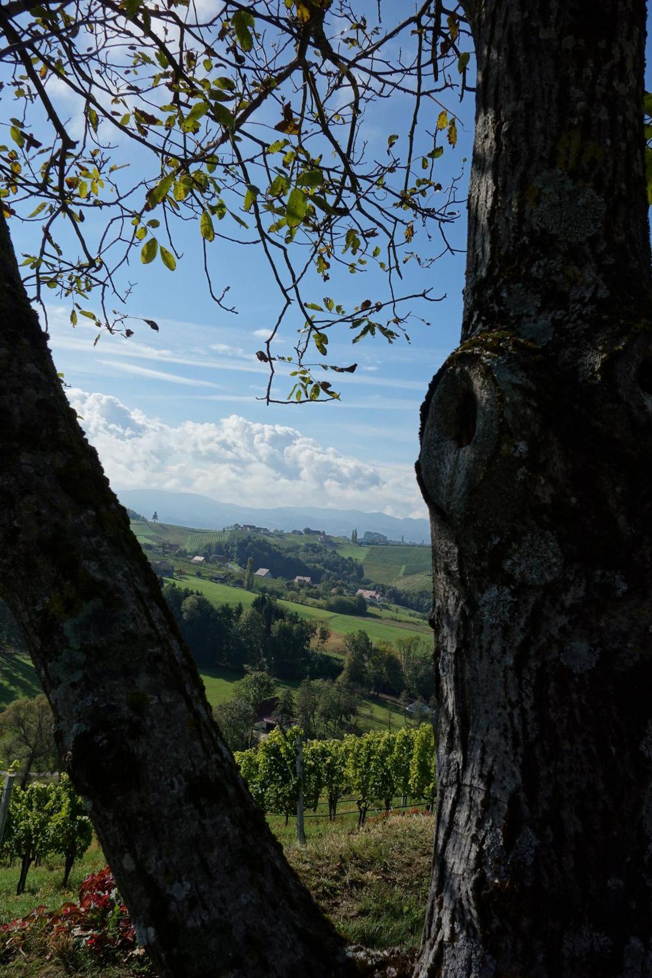 Das Weinberghaus Ratsch an der Weinstraße 外观 照片