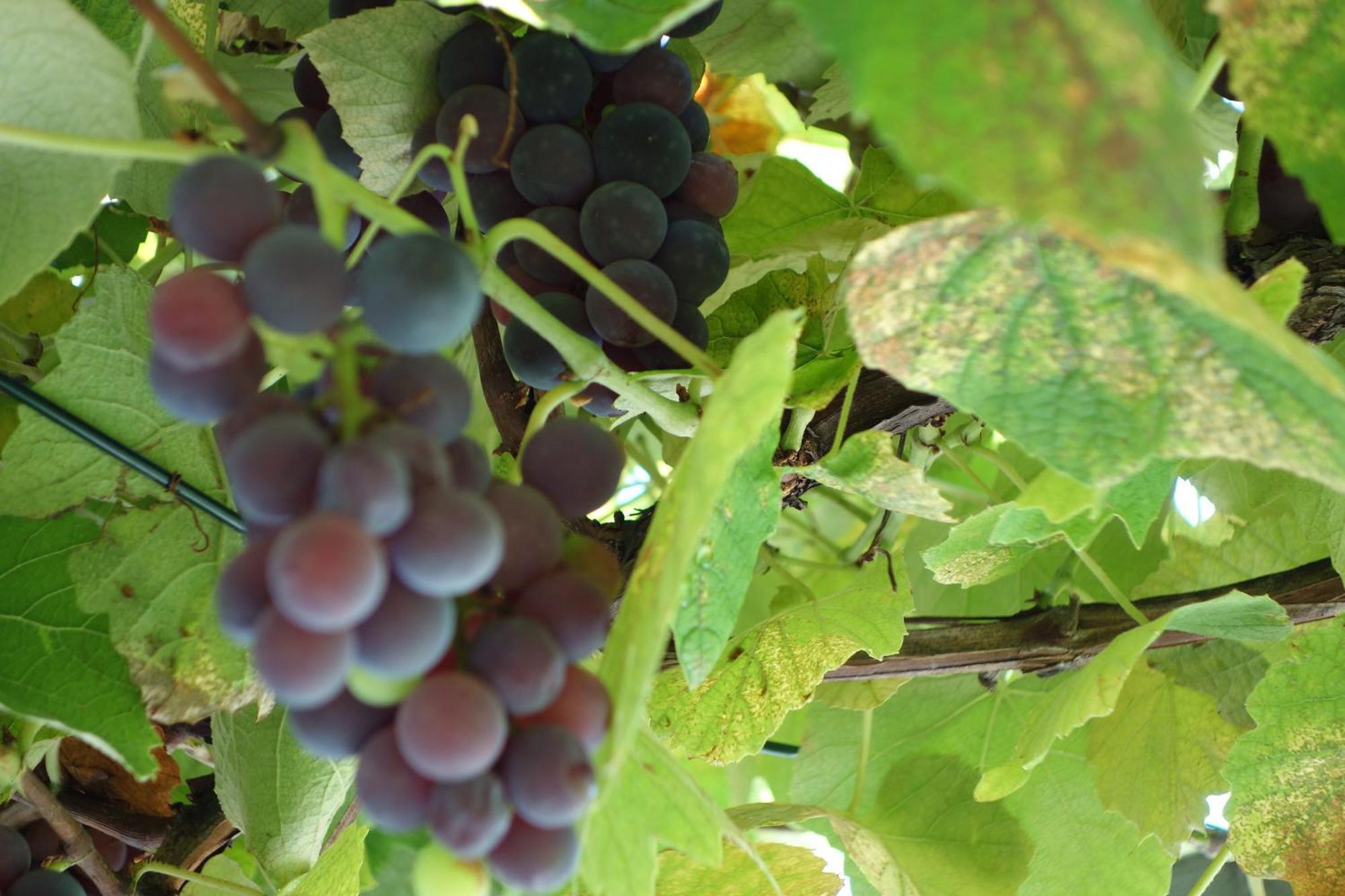 Das Weinberghaus Ratsch an der Weinstraße 外观 照片